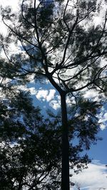 Low angle view of tree against sky