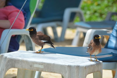 Close-up of birds perching on chair