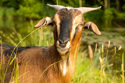 Close-up of wild goat in summer