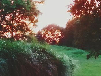 Trees growing in park