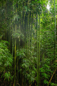 Trees growing in forest