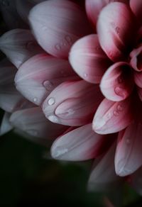 Close-up of pink flower