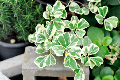 Close-up of potted plant