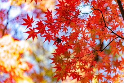 Low angle view of maple leaves on tree