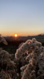 Close-up of plants on field against sky during sunset