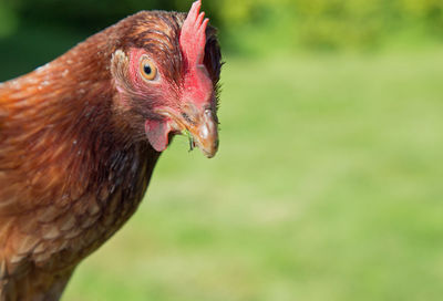 Close-up of rooster