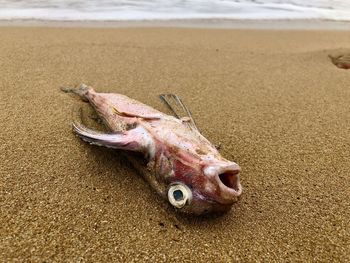 Close-up of dead fish on beach