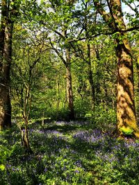 Scenic view of flowering trees in forest