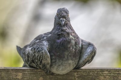 Pigeon resting at park