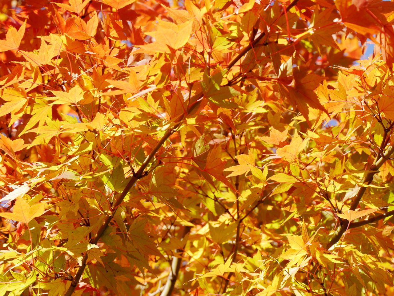 autumn, leaf, change, leaves, nature, yellow, day, outdoors, maple tree, growth, beauty in nature, maple leaf, backgrounds, no people, full frame, maple, close-up, tree