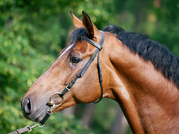 Close-up of brown horse