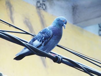 Close-up of pigeon perching on metal