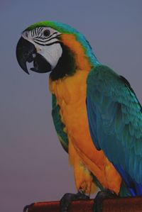 Close-up of parrot