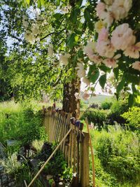 Scenic view of flowering plants and trees