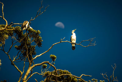 Low angle view of bird perching on tree