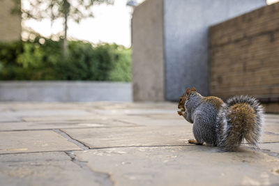 Cute little squirrel gnaws nut while sitting on paved walkway