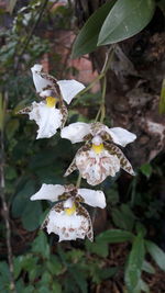 Close-up of white flowers