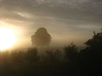 Sun shining through trees