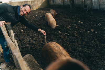 Laughing man lifts tail of a pig