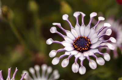 Close-up of flower blooming outdoors