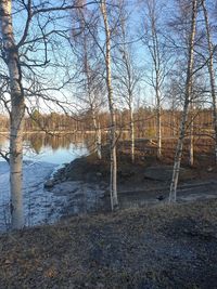 Bare trees by lake against sky in forest