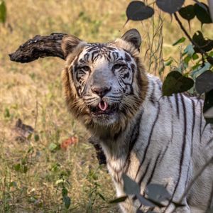 White tiger at delhi zoo teasing everyone