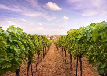 Vineyard against sky