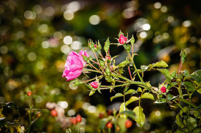 Close-up of pink flowers