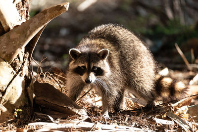 Young raccoon procyon lotor marinus forages for food in naples florida among the forest.
