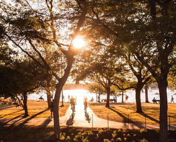 Sun shining through trees in park