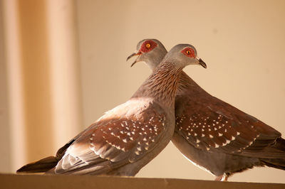 Close-up of pigeon perching