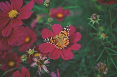 Close-up of butterfly pollinating on pink flower