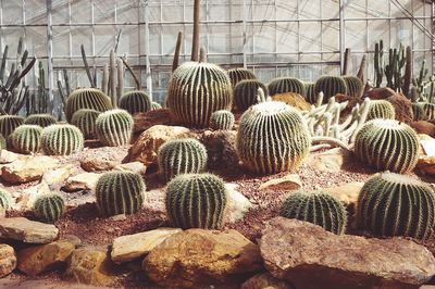 Various cactus in greenhouse