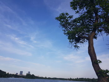 Low angle view of trees against sky