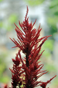 Close-up of red flowering plant