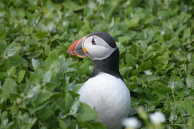 Close-up of a bird