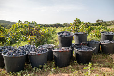 Grapes in container on field against sky