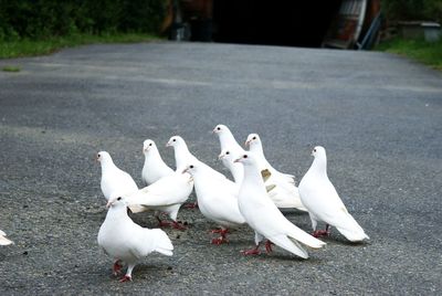 White birds perching on floor