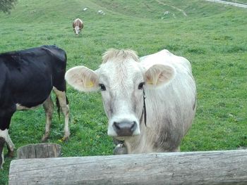 Portrait of cow standing on field