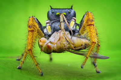 Close-up of spider