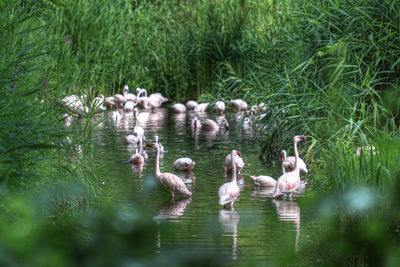 Swans swimming in lake