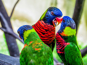 Close-up of parrot perching on branch