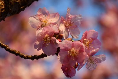 Close-up of pink cherry blossom