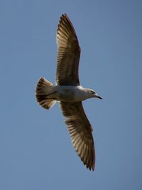 Low angle view of eagle flying against clear sky