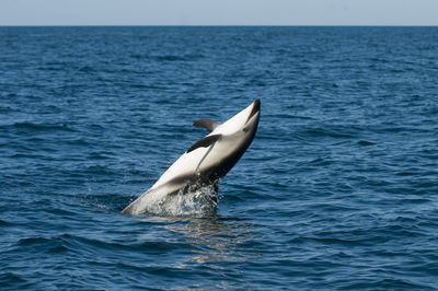 View of bird in sea