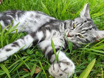 High angle view of cat lying on grass