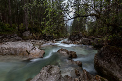 Scenic view of river stream in forest