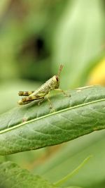 Close-up of insect on leaf