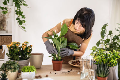 Woman home gardener transplanting white peace lily in flowerpot