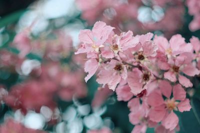 Close-up of pink flowers blooming outdoors